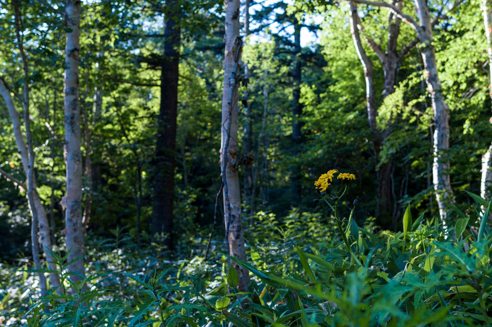 「尾瀬の森に咲くマルバダケブキ」の写真
