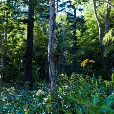 尾瀬の森に咲くマルバダケブキの写真