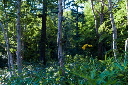 尾瀬の森に咲くマルバダケブキの写真