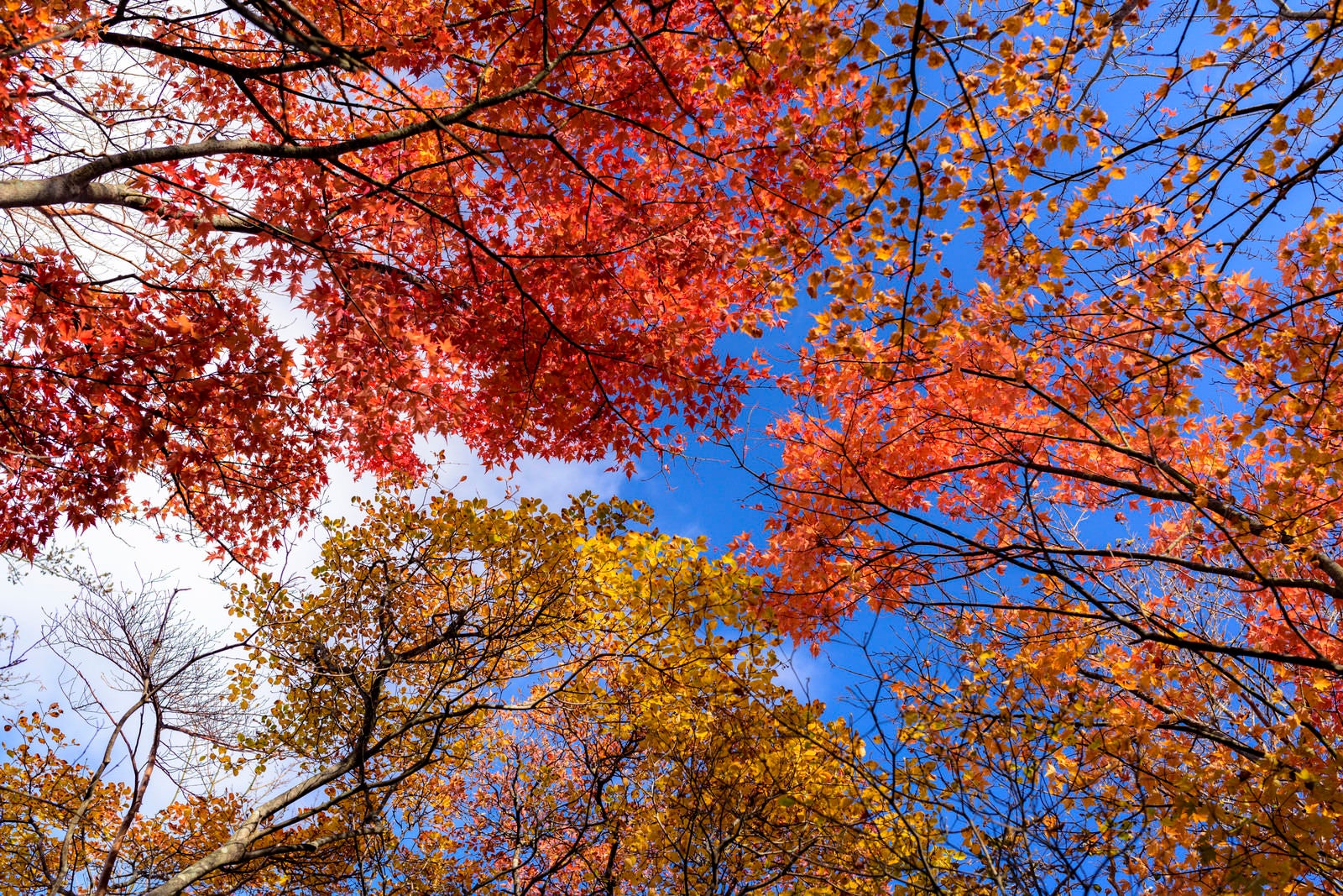「天城山の山奥で撮影した紅葉」の写真