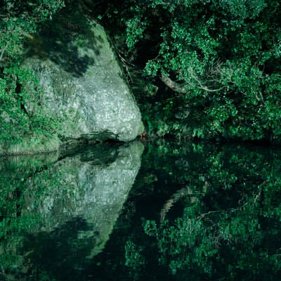 揺らめく水面の木々の写真