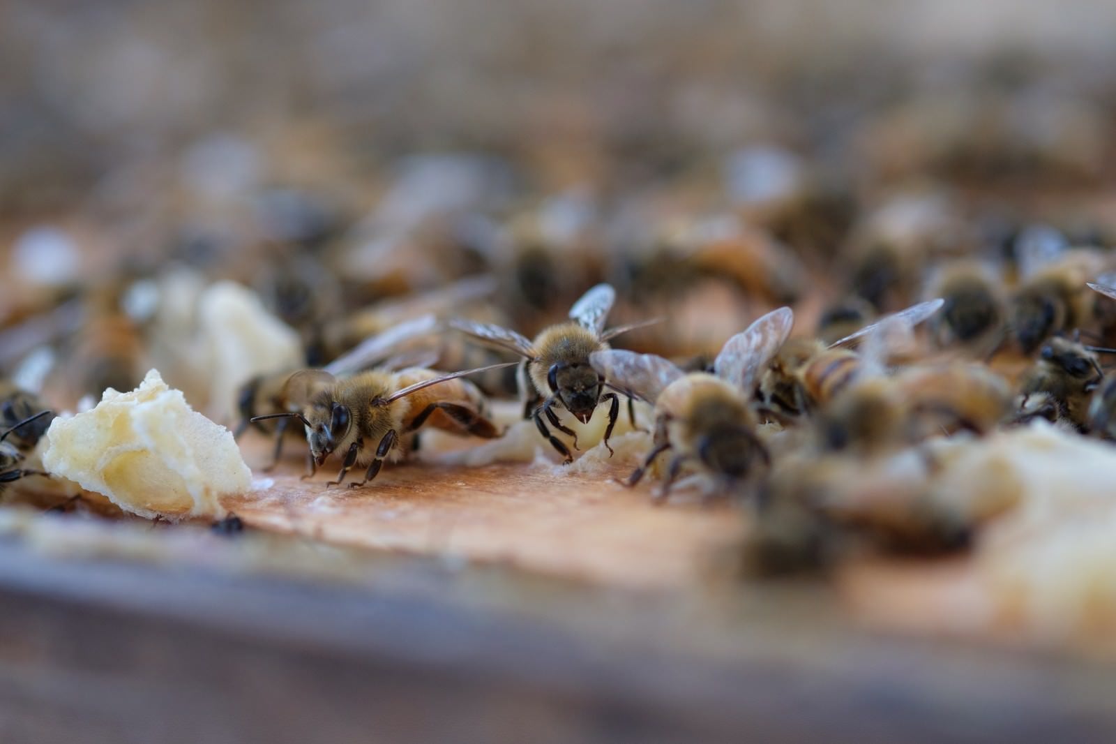 「至る所に蜜蝋で巣を拡張しようとする働き蜂」の写真