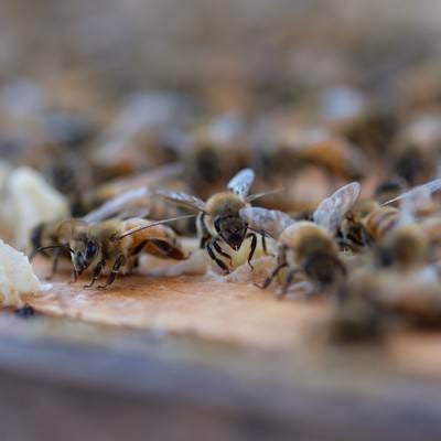 至る所に蜜蝋で巣を拡張しようとする働き蜂の写真