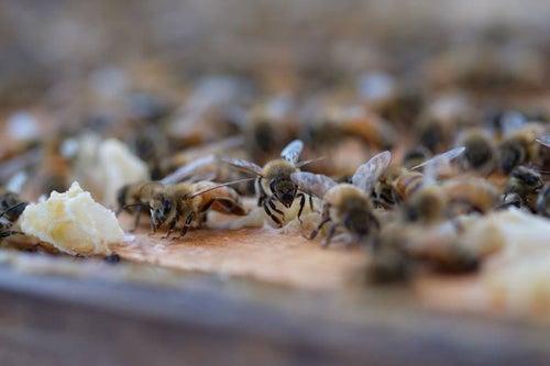 至る所に蜜蝋で巣を拡張しようとする働き蜂の写真