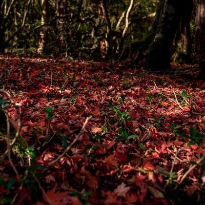 紅葉の絨毯（天城山）の写真