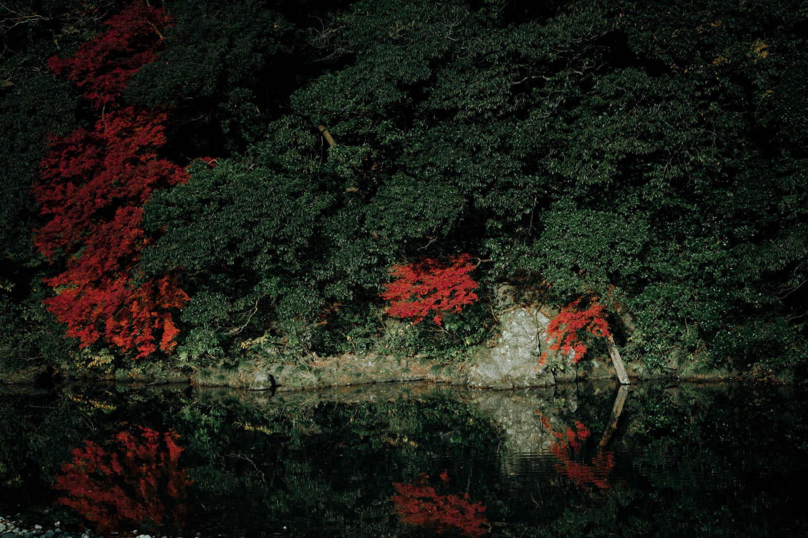 「川沿いの木々と紅葉」の写真