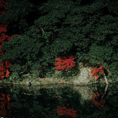 川沿いの木々と紅葉の写真