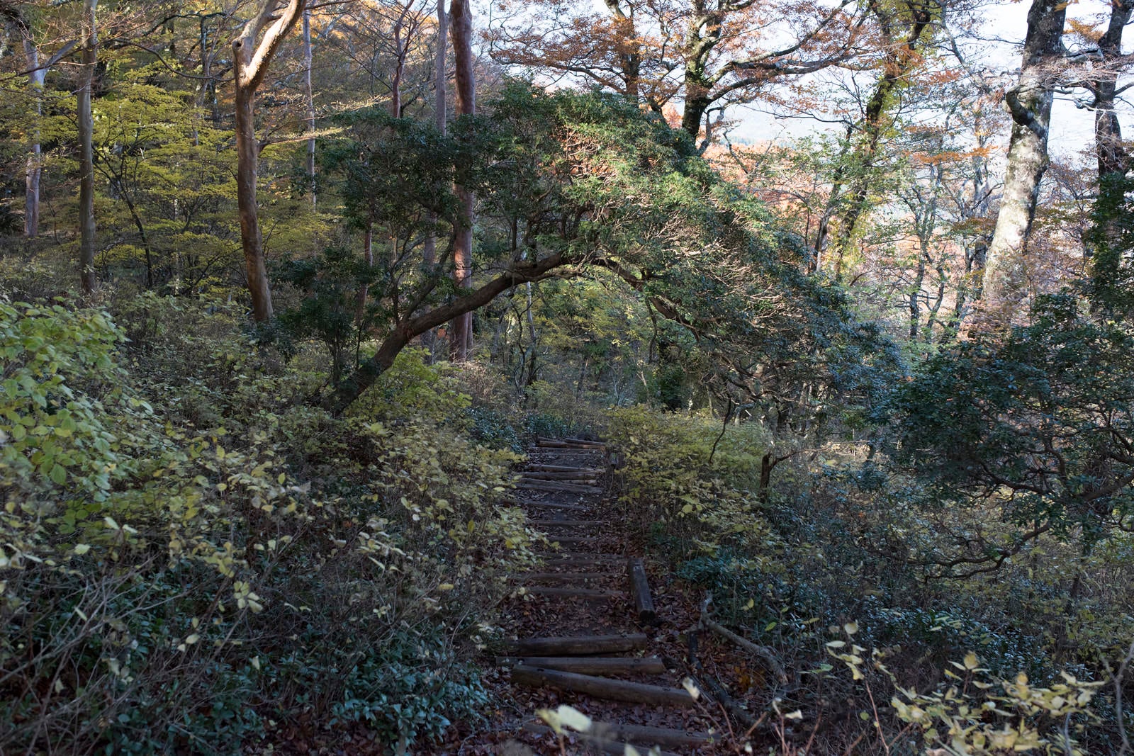 「緑が生い茂る天城山の登山道」の写真