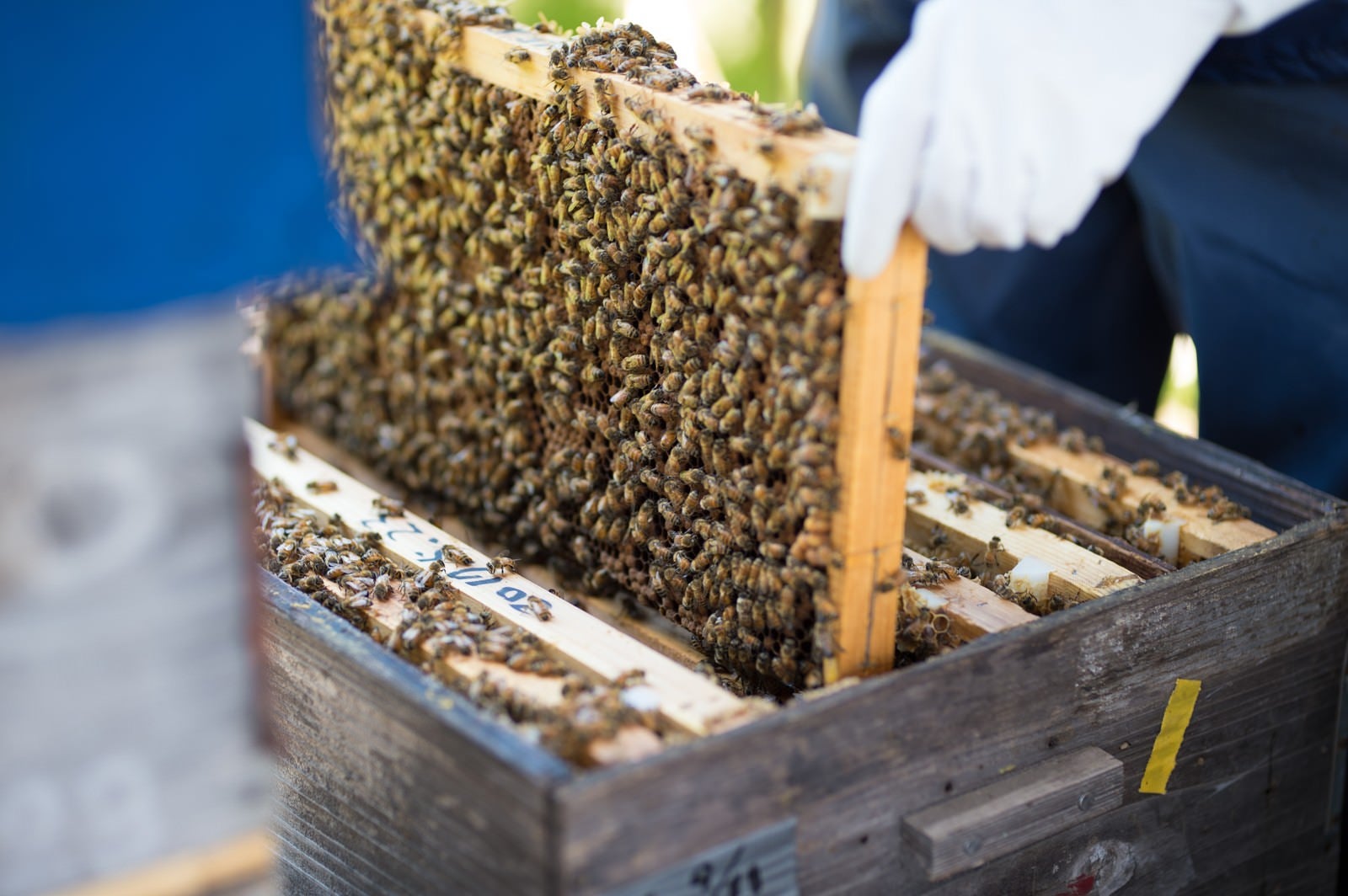 「蜜蜂の巣板をチェックする」の写真