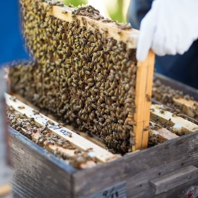 蜜蜂の巣板をチェックするの写真