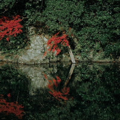 波紋に揺れる川端の木々の写真