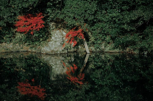 波紋に揺れる川端の木々の写真