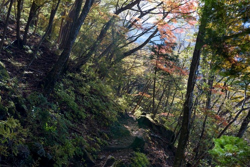 色鮮やかな木々と光差す天城山登山道の写真