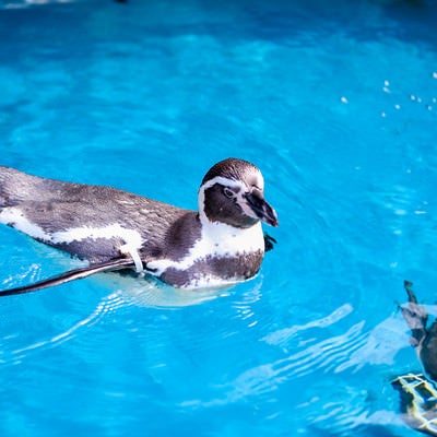 水族館のプールに浮かぶペンギンの写真