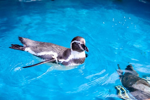水族館のプールに浮かぶペンギンの写真