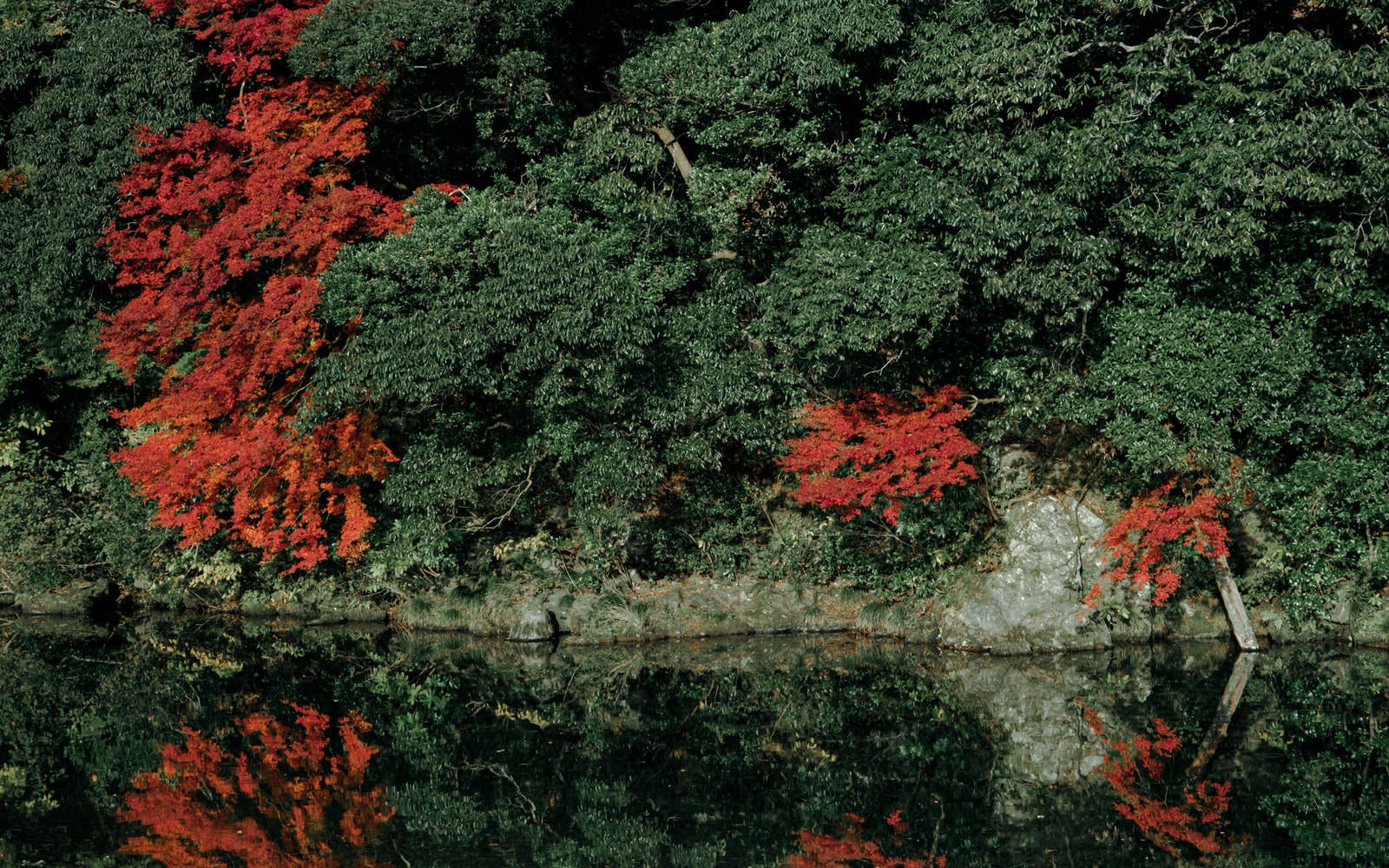 「川沿いの木々と紅葉したもみじ」の写真