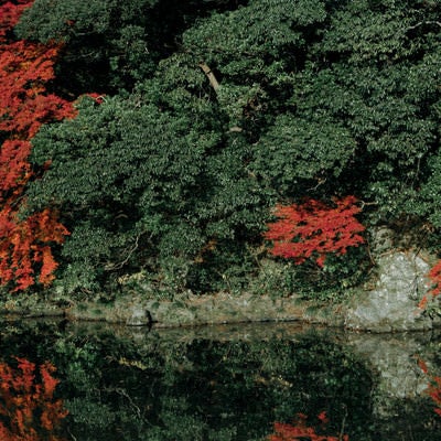 川沿いの木々と紅葉したもみじの写真
