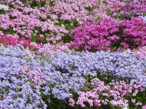シバザクラ（芝桜）の写真