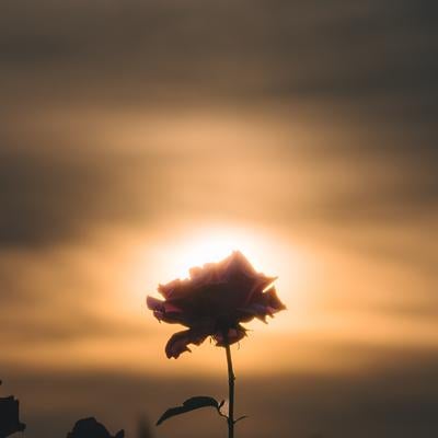 薔薇のシルエットと夕焼けの写真