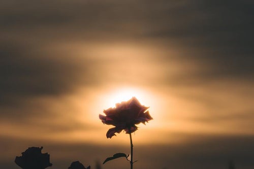 薔薇のシルエットと夕焼けの写真