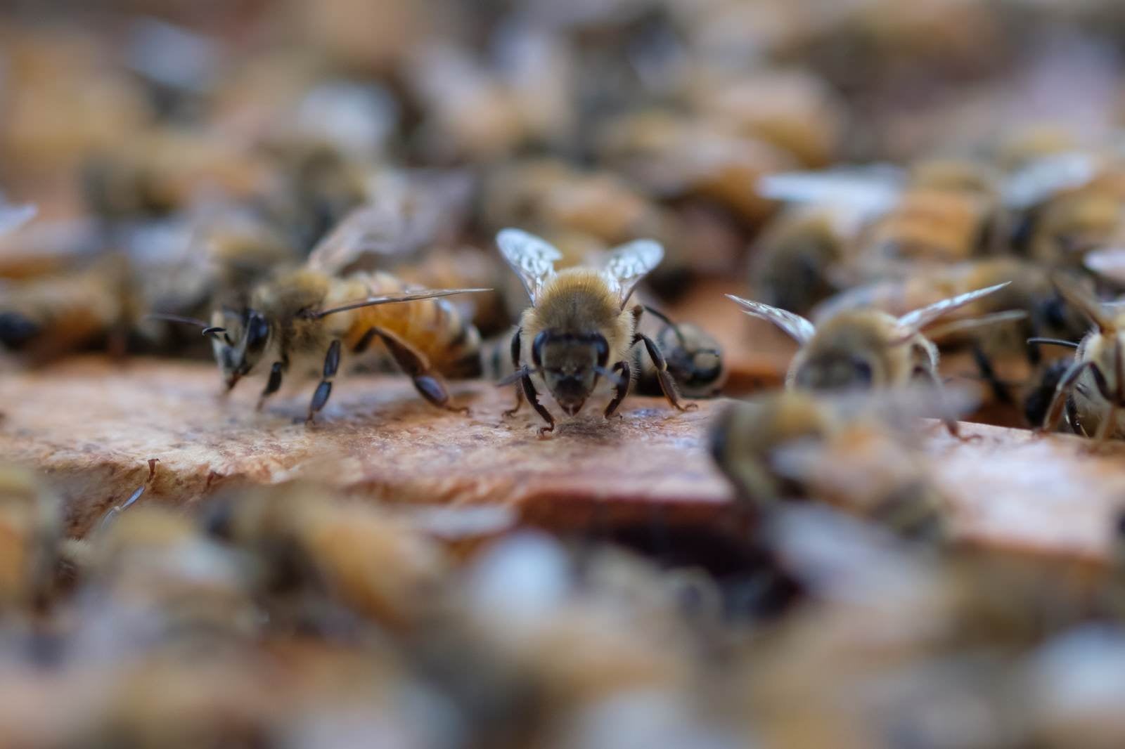 「巣箱の上をウロウロするミツバチ」の写真
