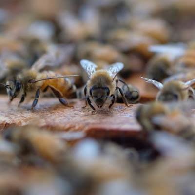巣箱の上をウロウロするミツバチの写真