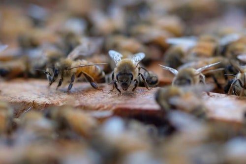 巣箱の上をウロウロするミツバチの写真