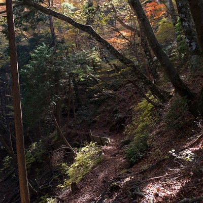 落葉と紅葉の天城山登山道の写真