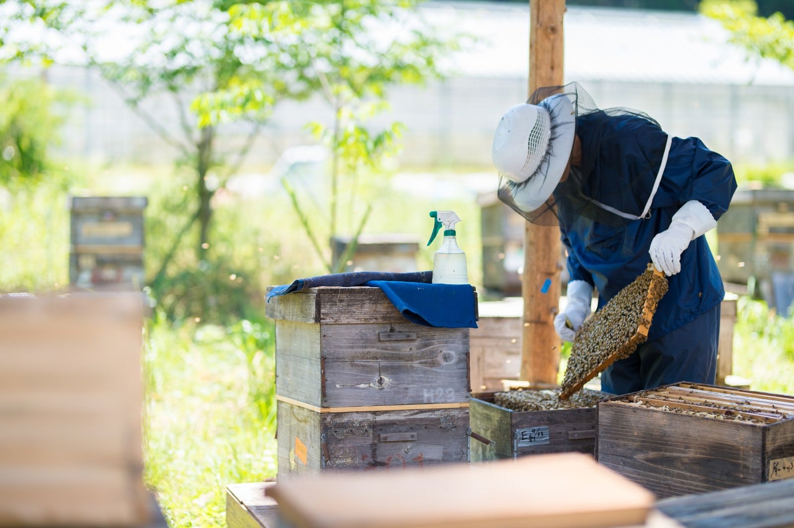 「蜜蜂の巣板を丁寧に管理する養蜂家」の写真