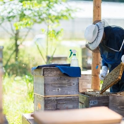 蜜蜂の巣板を丁寧に管理する養蜂家の写真