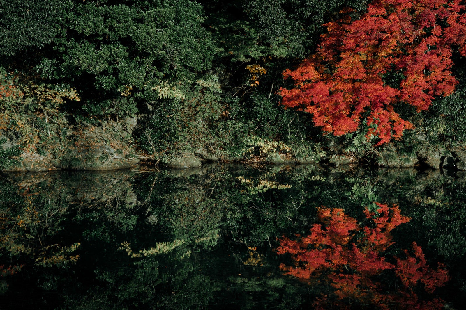 「川端の紅葉のリフレクション」の写真