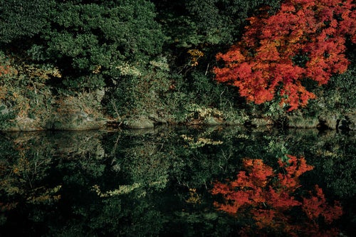 川端の紅葉のリフレクションの写真