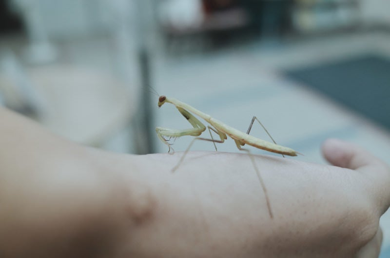 昆虫のカテゴリに関連する写真素材・AI画像素材236枚 - ぱくたそ