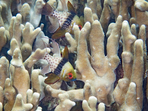 マンジュウイシモチと珊瑚の写真