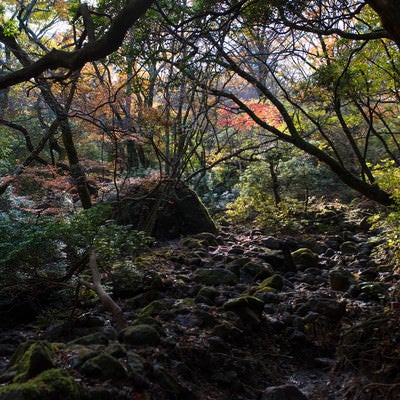 鬱蒼とした樹林が続く天城山の麓の写真