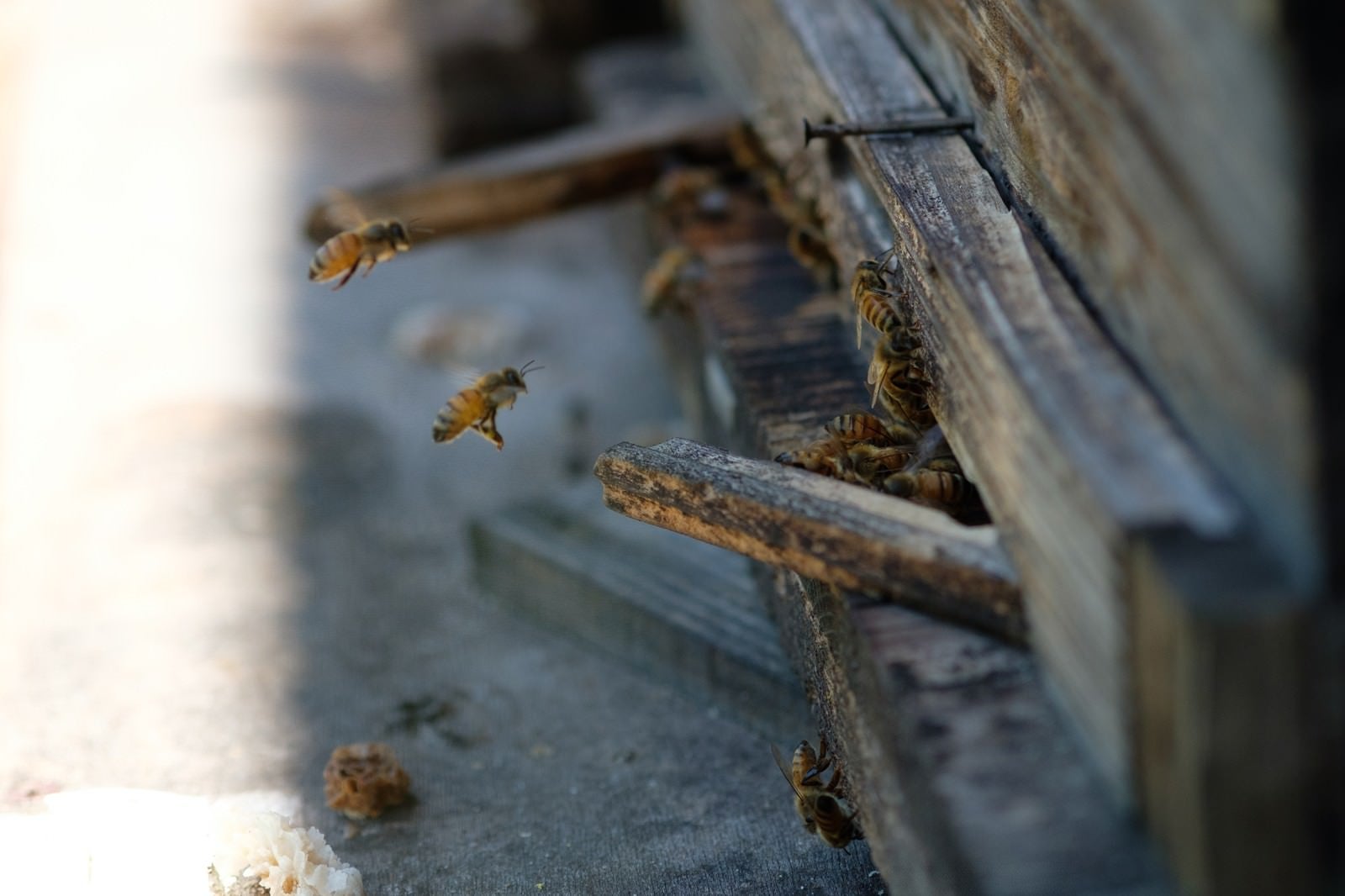 「巣箱の入口と蜜蜂（養蜂場）」の写真