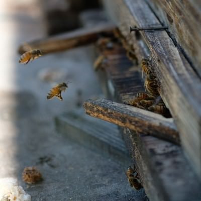 巣箱の入口と蜜蜂（養蜂場）の写真