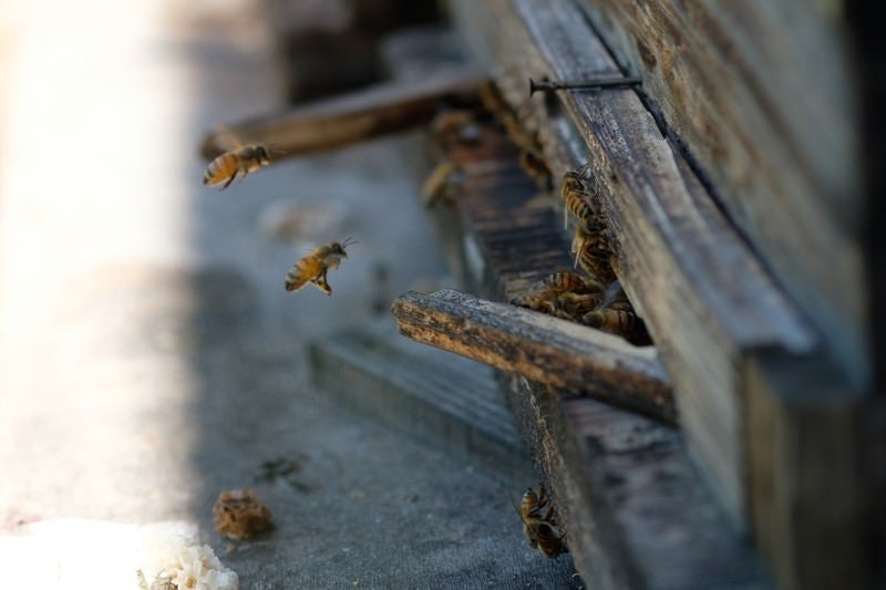 巣箱の入口と蜜蜂（養蜂場）の写真