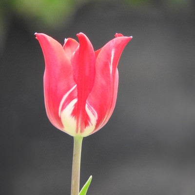 チューリップが咲いたの写真
