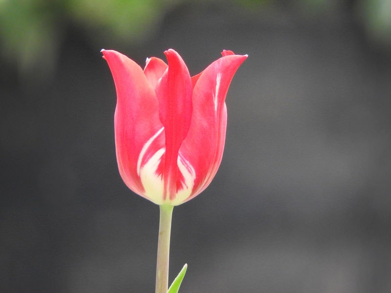 チューリップが咲いたの写真
