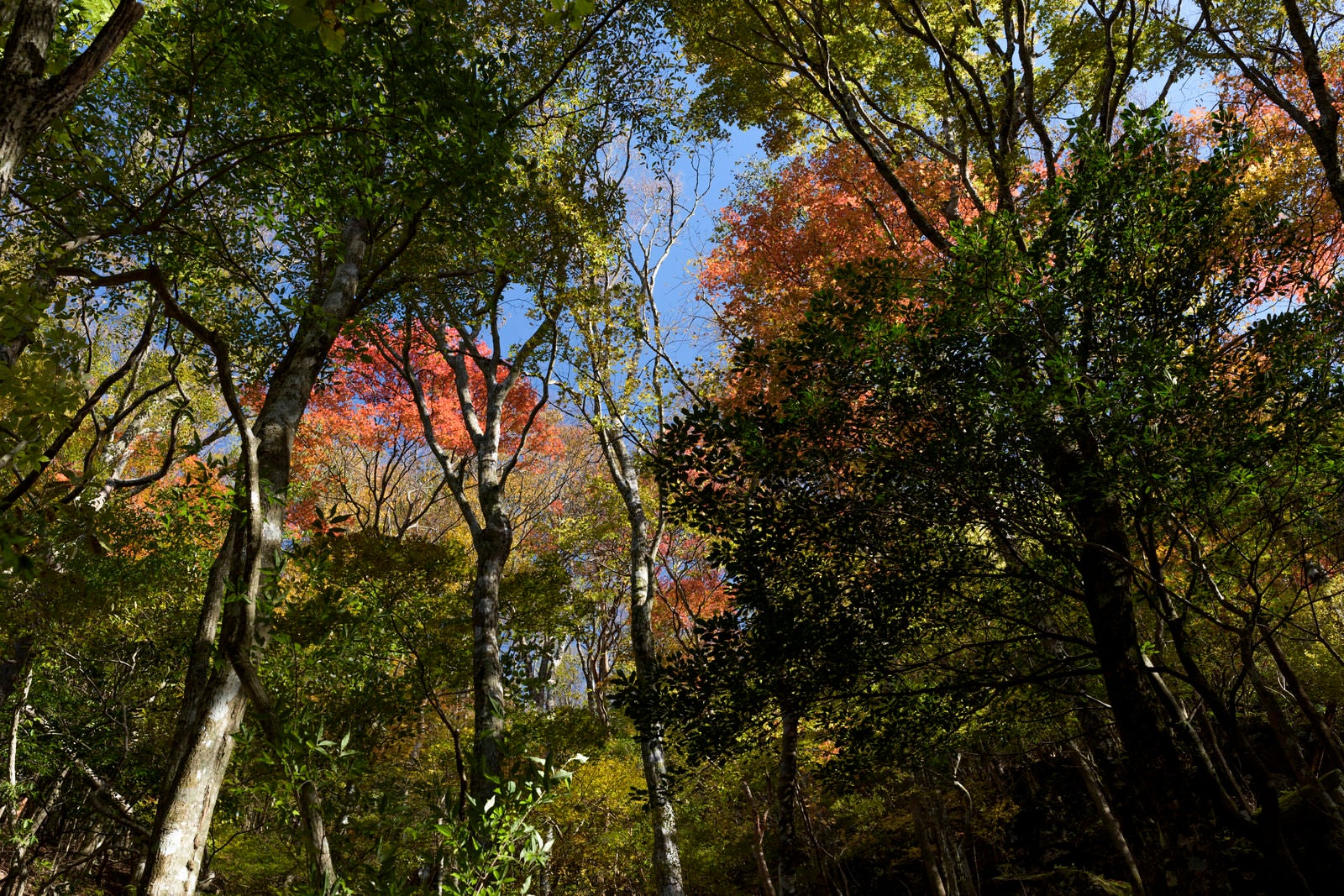 「黄葉に染まる天城山の樹木」の写真