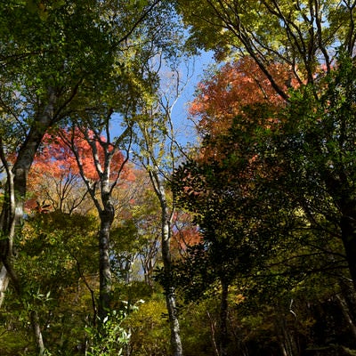 黄葉に染まる天城山の樹木の写真