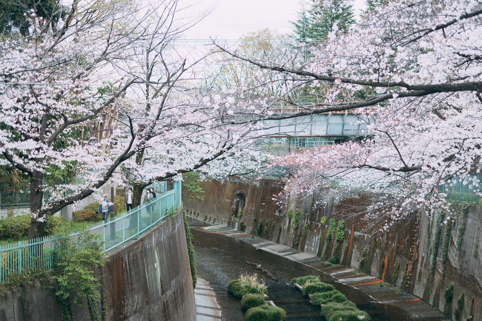 「石神井川の桜」の写真