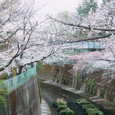 石神井川の桜の写真