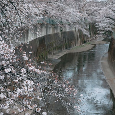 くもり空と満開の桜（石神井川）の写真