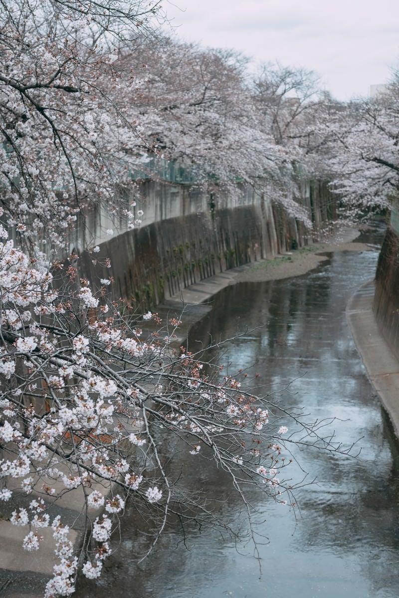 「くもり空と満開の桜（石神井川）」の写真