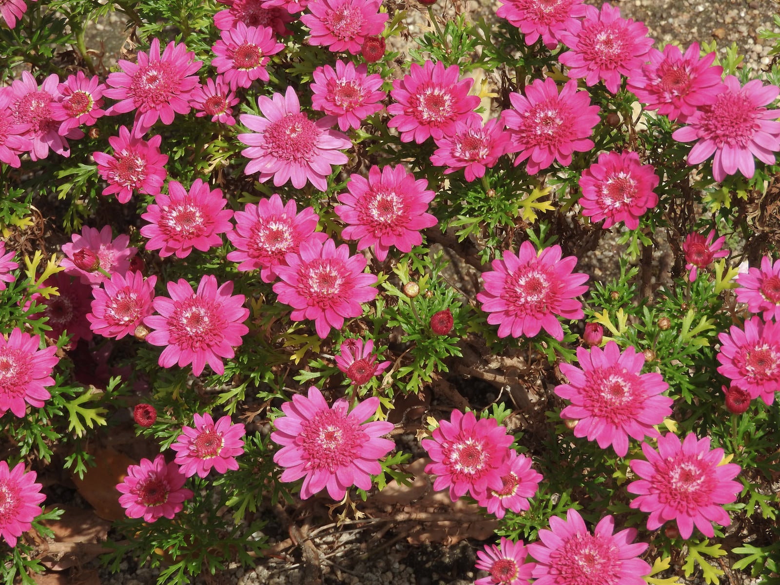 「菊の開花」の写真