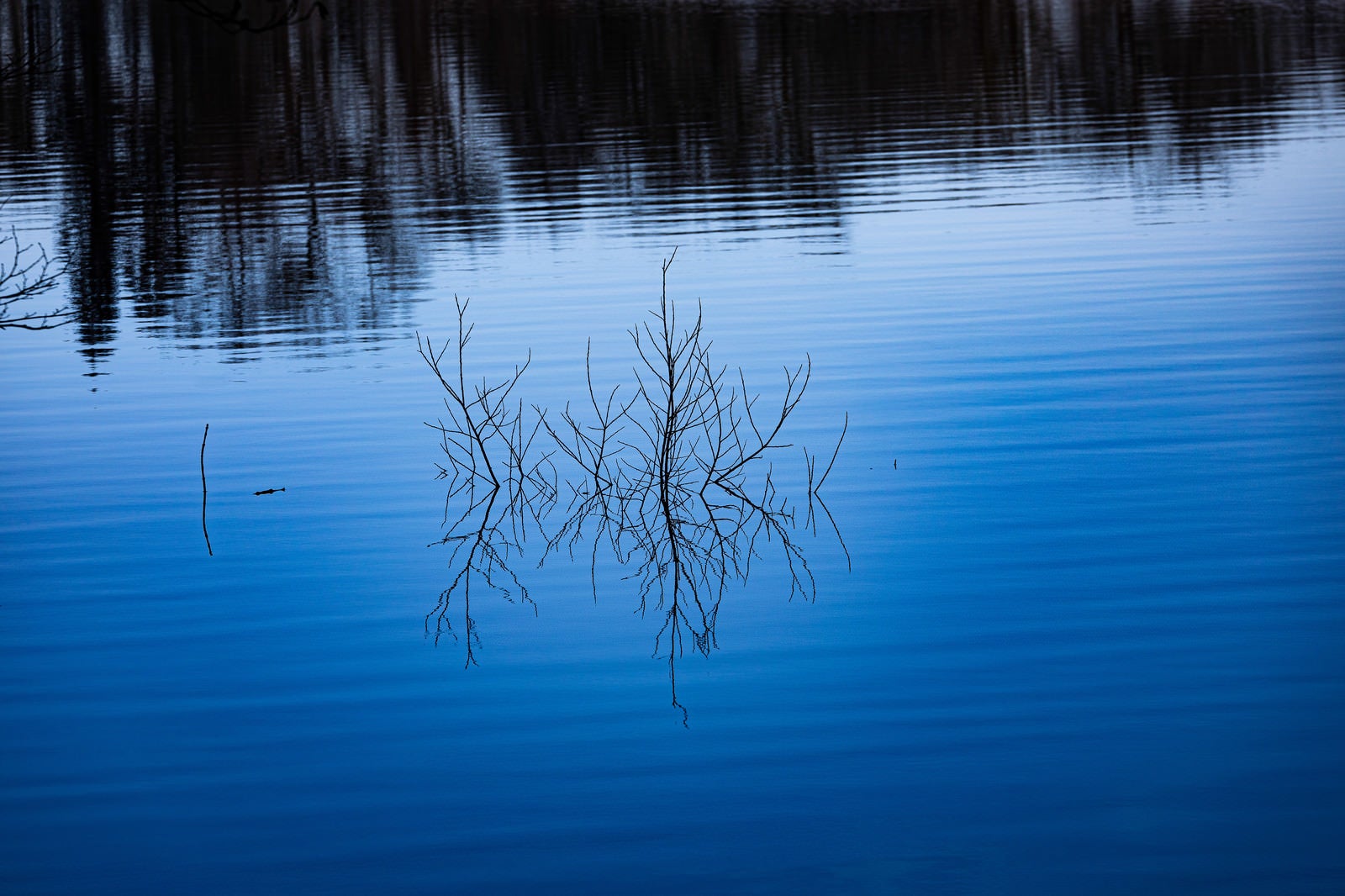 「湖面から出ている枝とさざ波」の写真