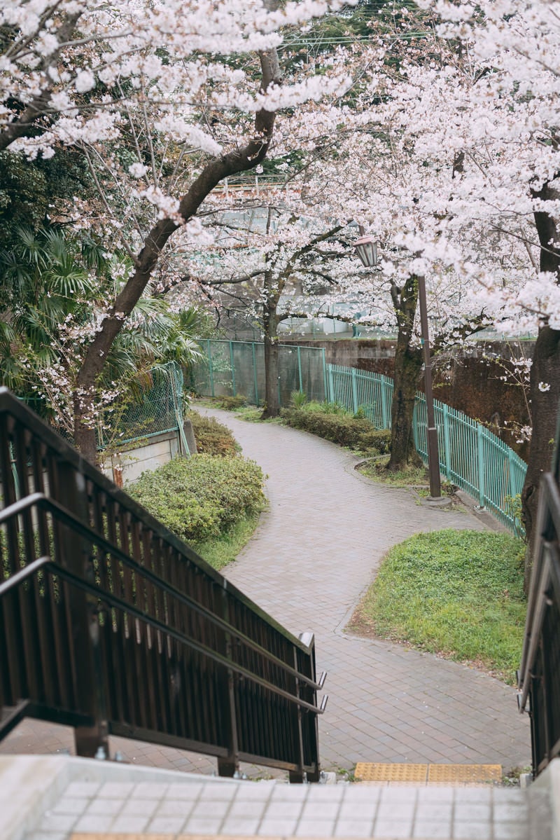 「桜に囲まれた石神井川緑道」の写真