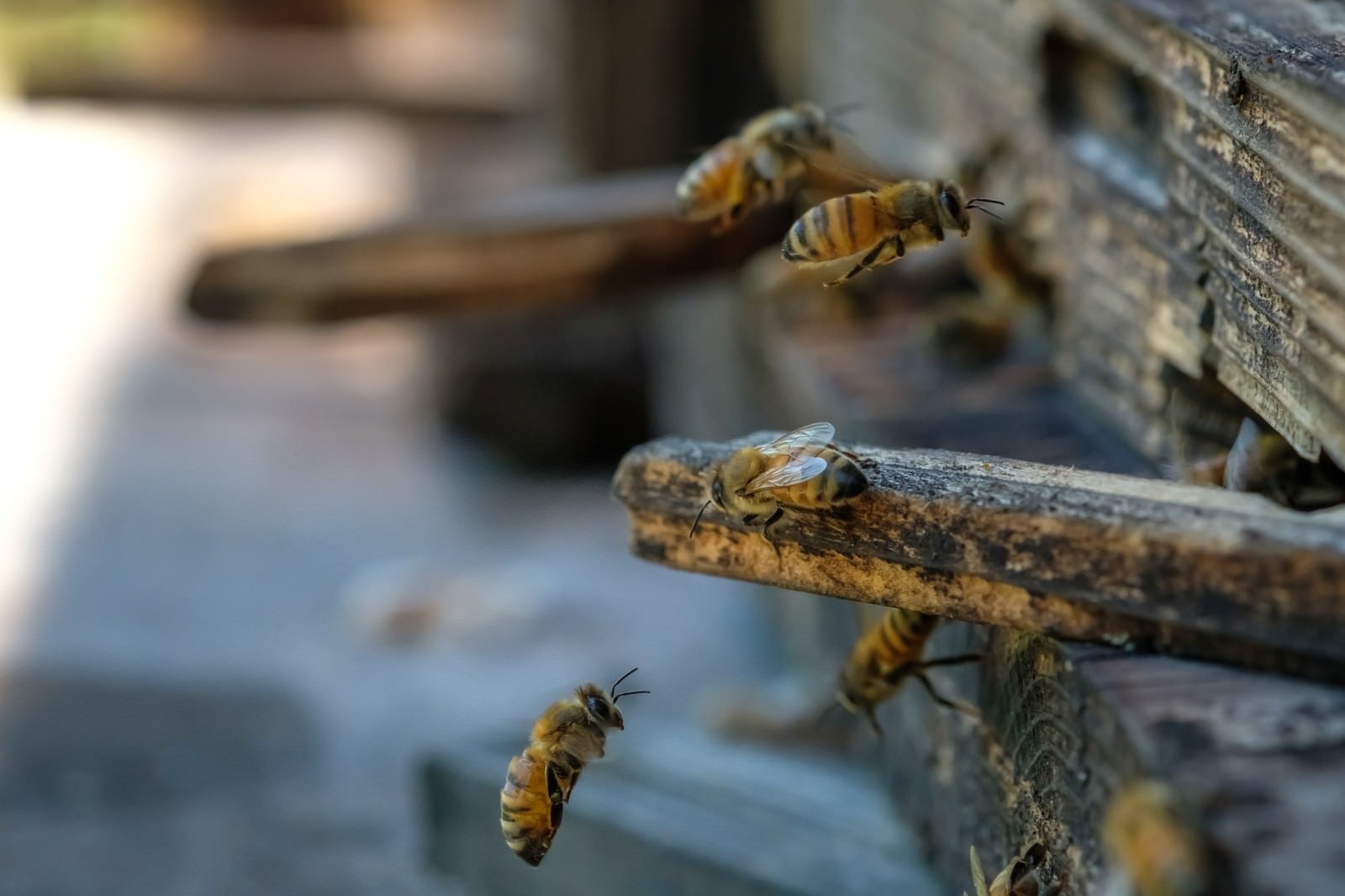 「自分の巣箱に戻る働き蜂」の写真